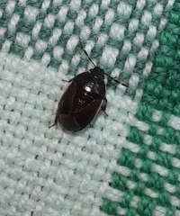 Canthophorus maculipes