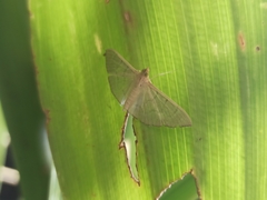 Poliobotys ablactalis