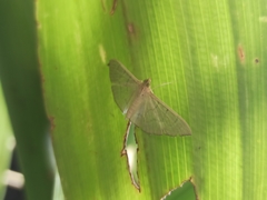 Poliobotys ablactalis