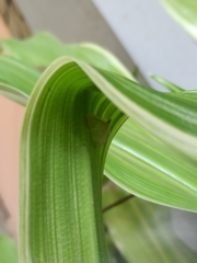 Poliobotys ablactalis