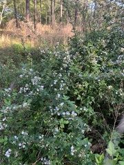 Rubus argutus