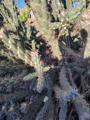 Toxostoma curvirostre