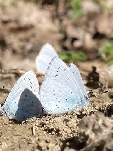 Azuré des nerpruns