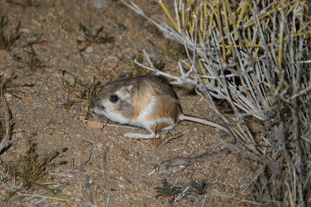 Merriam's Kangaroo Rat from Mojave National Preserve on March 30, 2022 ...