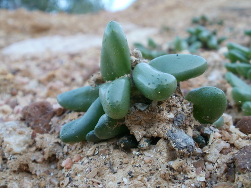Diplosoma retroversum