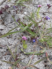 Habropoda miserabilis