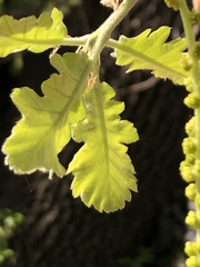Quercus pubescens