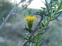 Marasmodes schlechteri