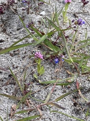 Habropoda miserabilis