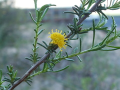 Marasmodes schlechteri