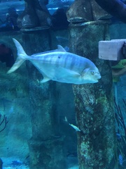 Gnathanodon