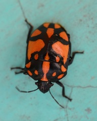 Augocoris