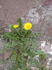 Taraxacum officinale
