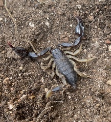 Euscorpius flavicaudis flavicaudis