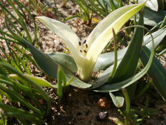 Colchicum eucomoides