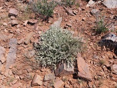 Euphorbia lignosa