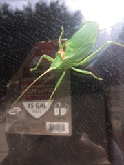 Paracyrtophyllus robustus