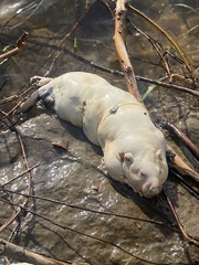 Ondatra zibethicus
