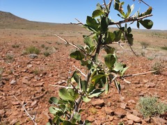 Commiphora pyracanthoides