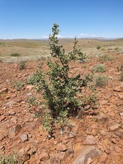 Commiphora pyracanthoides