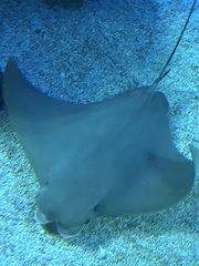 Rhinoptera