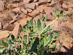 Blepharis spinifex image