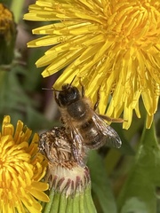 Osmia taurus
