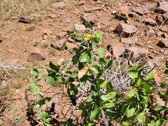 Commiphora pyracanthoides