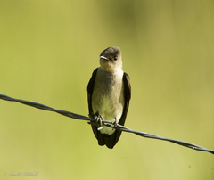 Stelgidopteryx ruficollis