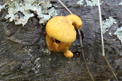 Pleuroflammula tuberculosa