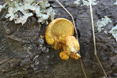 Pleuroflammula tuberculosa