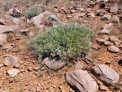 Euphorbia lignosa