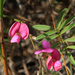 Cape Hoarypea - Photo (c) Wynand Uys, some rights reserved (CC BY), uploaded by Wynand Uys