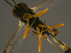 Pristomerus