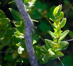 Geissoloma marginatum