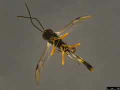 Pristomerus