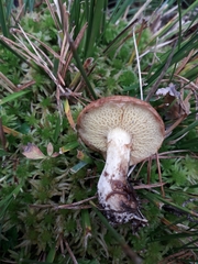 Suillus flavidus
