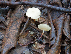 Marasmius delectans