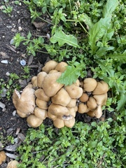 Fungi