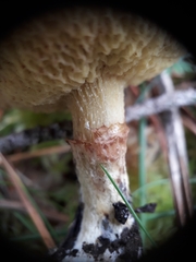 Suillus flavidus