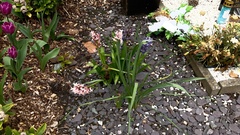 Hyacinthus orientalis