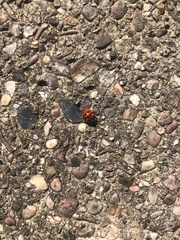Harmonia axyridis