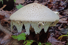 Amanita rhopalopus