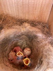 Baeolophus atricristatus