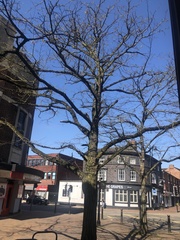 Gleditsia triacanthos