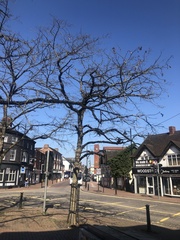 Gleditsia triacanthos