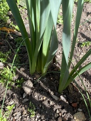 Angiospermae