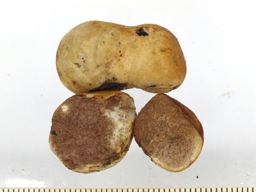 Entoloma asterosporum