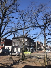 Gleditsia triacanthos