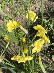 Angiospermae